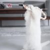 Cat Toy Feather Cat Teaser Wand Cat Interactive